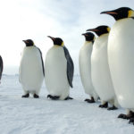 Pinguinos y iPads