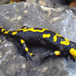 Ubuntu 13.10 Saucy Salamander